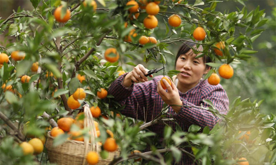 密封科技12月5日起从新三板摘牌 公司已进入IPO辅导期开云 开云体育APP