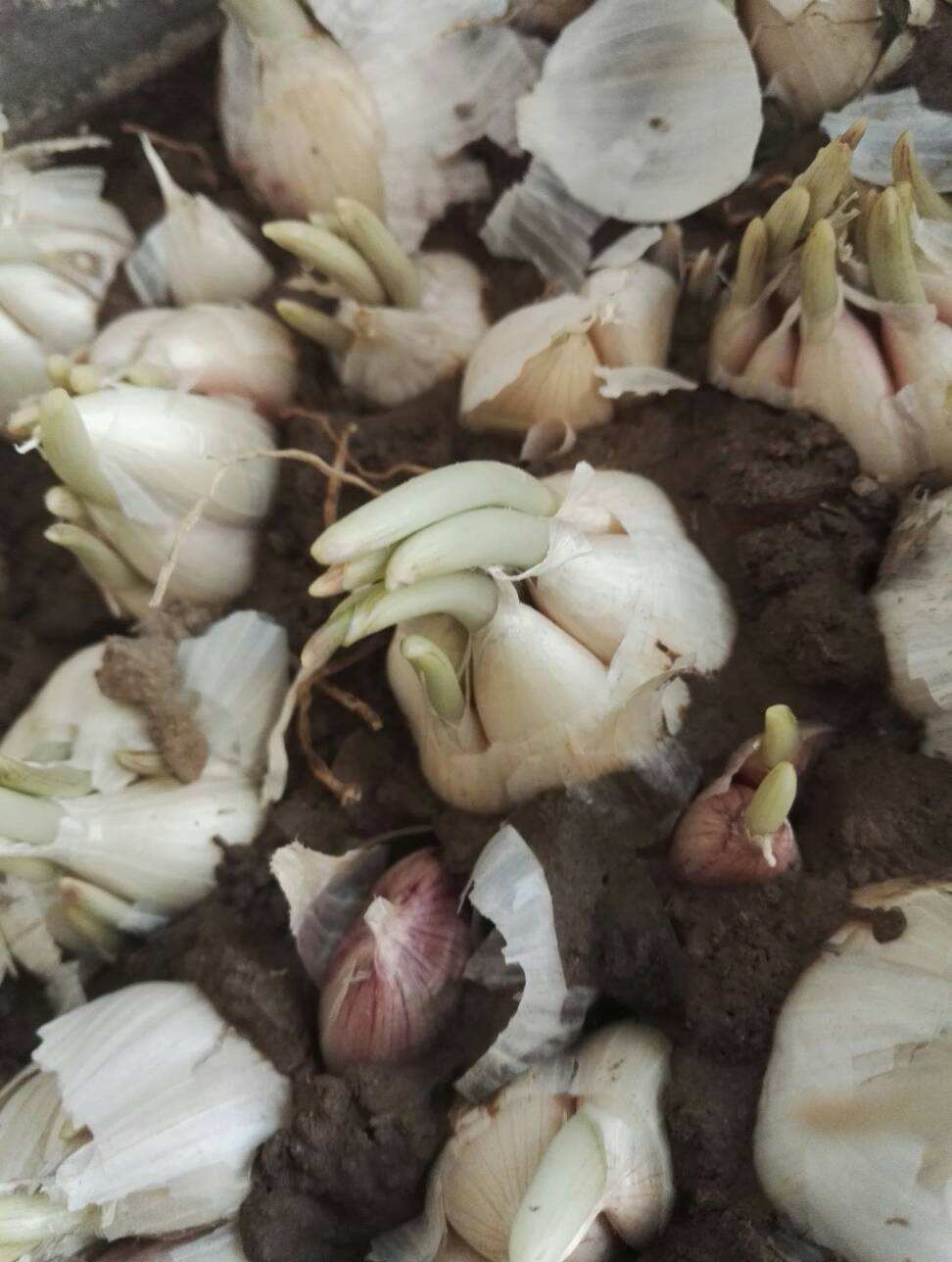 废旧的口罩别扔进开云体育 开云平台垃圾桶还有其他好去处妙用多多(图9)