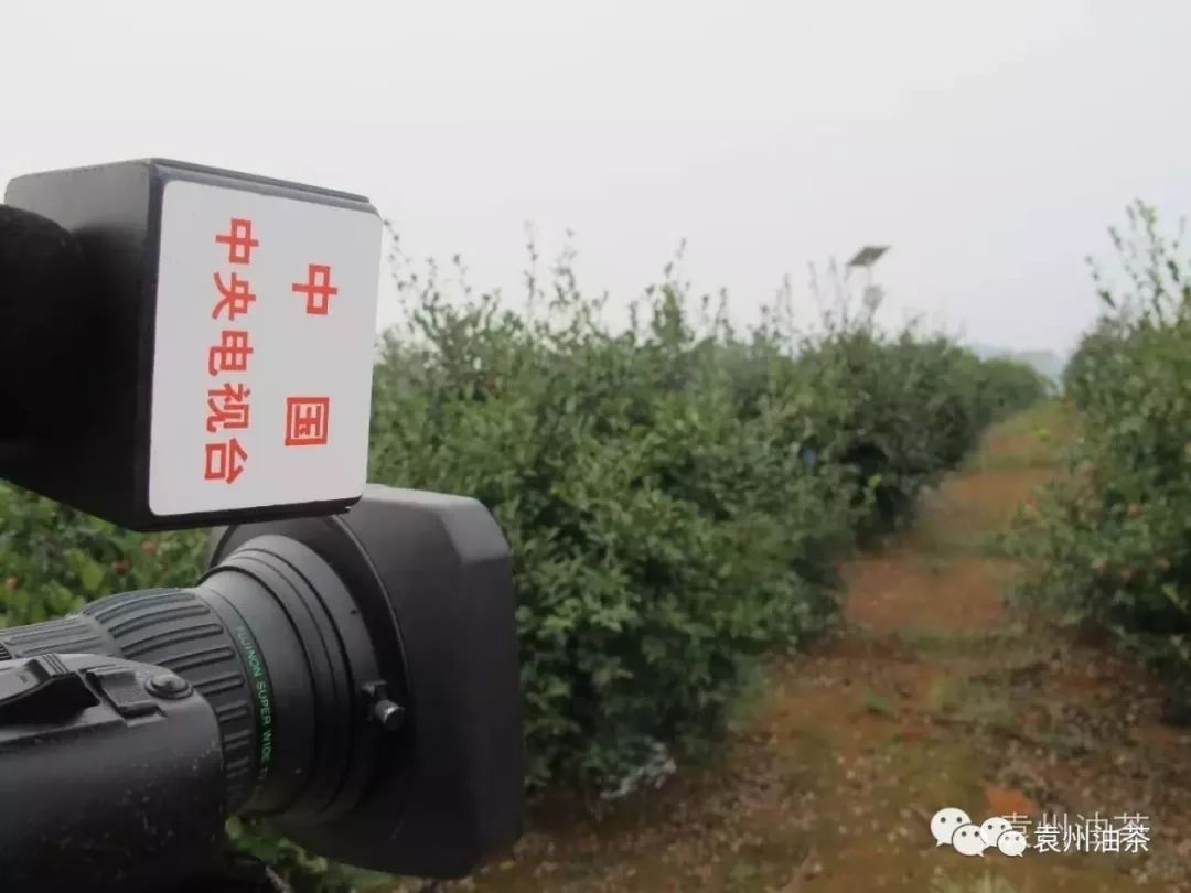 开云体育 开云平台自古为“皇家贡品”的山茶油含有塑化剂吗？食用油中塑化剂的来源和消除