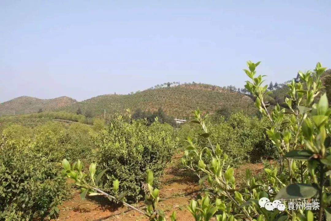 开云体育 开云平台自古为“皇家贡品”的山茶油含有塑化剂吗？食用油中塑化剂的来源和消除(图6)