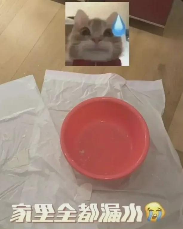 Kaiyun 开云明星家漏水？ 谁来堵一下？陈龙晒家里漏雨塑料盆排排坐